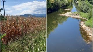 Vremenski uslovi ovog ljeta nikako ne idu naruku poljoprivrednicima: Kukuruz se suši, farmerima se crno piše