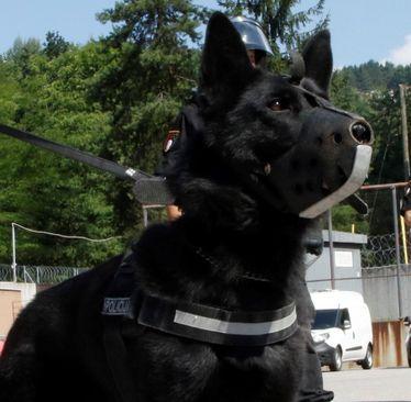 Blek: Službeni pas Sektora za policijsku podršku - Avaz