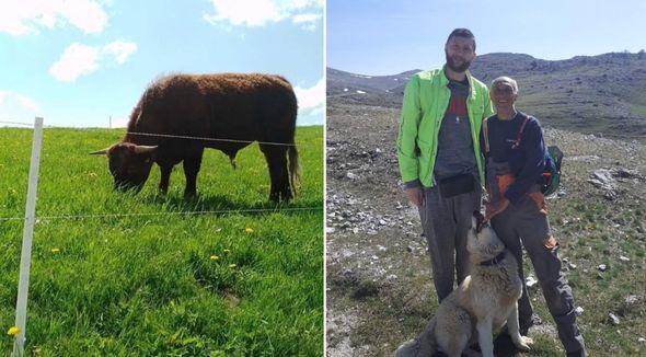 Hit farma na Bjelašnici - Avaz