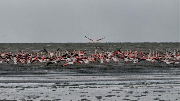 Jezero Van: Jata flamingosa - Avaz