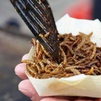 Proširili svoju kuhinju: U Singapuru odobrena konzumacija 16 vrsta insekata