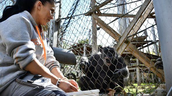 Čimpanza Mimi u skopskom Zoološkom vrtu - Avaz