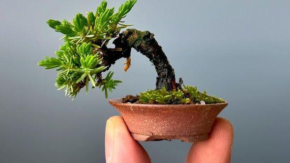 Bonsai simbolizira harmoniju - Avaz