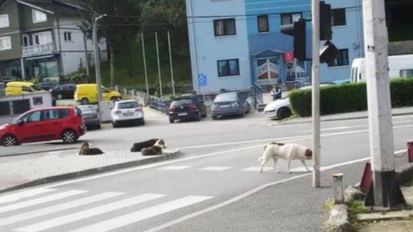 Veliki problem s psima lutalicama - Avaz