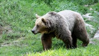 Planinari se izgubili na planini bježeći od medvjeda