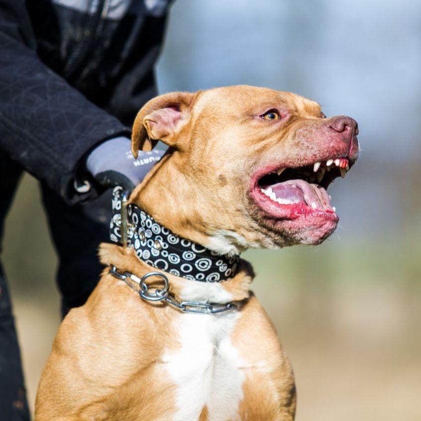 Novi napad psa u Banjoj Luci: Pitbul se otrgnuo i nanio ženi teže povrede