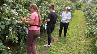 Srebrenički malinari nisu zadovoljni berbom, problem i nedostatak radne snage