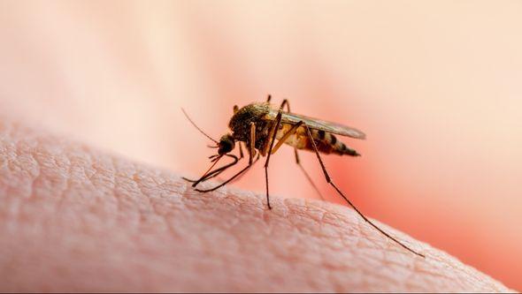Porastao broj slučajeva denga groznice - Avaz