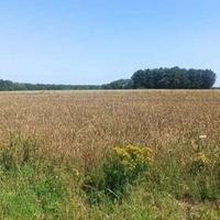 Novaković: Rod pšenice u Brčko distriktu bit će smanjen za 40 posto