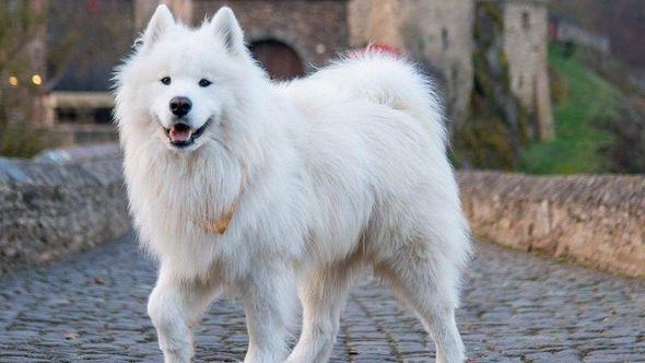 nasmijani samojed - Avaz