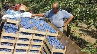 U Gradačcu se berba šljive privodi kraju, prinosi zadovoljavajući, nedostaje radne snage