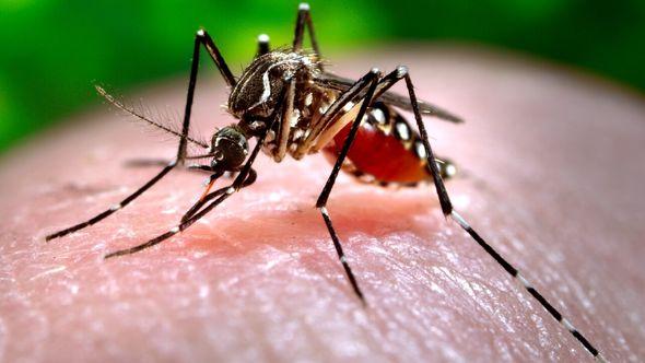 Azijski tigrasti komarac je najveći prenosilac bolesti - Avaz