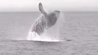 'Whale ballet': Thre humpbacks jump in unison, a birthday surprise for man and daughters