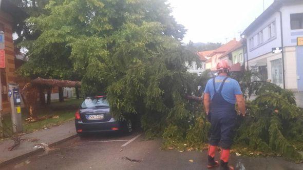 Srušeno stablo - Avaz