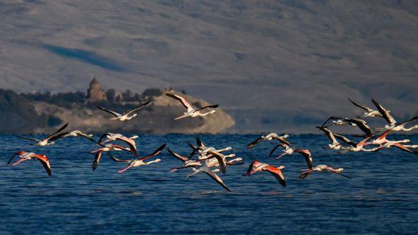 Jezero Van: Jata flamingosa - Avaz