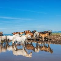 Divlji konji su nezaštićeni, love ih zbog mesa