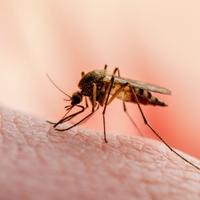 Evropa ima sve ozbiljniji problem s opasnim komarcima: Raste broj slučajeva denga groznice