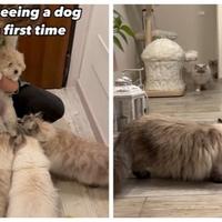 Mačke ugledale psića prvi put u životu, svojom reakcijom osvojile su internet