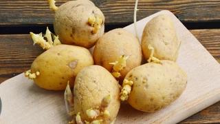 Sačuvajte krompir od klijanja: Idealno mjesto za pohranjivanje