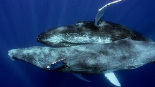 Prvi put snimljen seksualni odnos grbavih kitova: Riječ je o dva mužjaka, ali to nije najveće iznenađenje