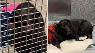 Pas koji je udomljen nakon 900 dana boravka u skloništu vraćen poslije 24 sata