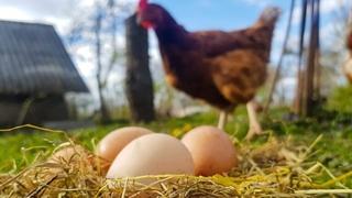 Naučnici otkrili šta je starije, kokoš ili jaje