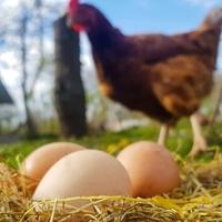 Naučnici otkrili šta je starije, kokoš ili jaje