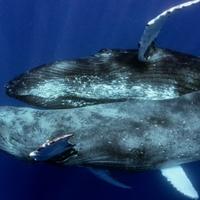 Prvi put snimljen seksualni odnos grbavih kitova: Riječ je o dva mužjaka, ali to nije najveće iznenađenje