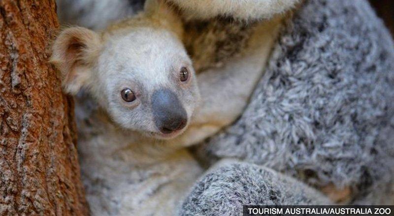 BBC: Rijetka bijela koala rođena u zoološkom vrtu u Australiji