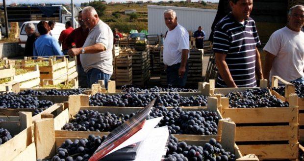 Potukli se trgovci grožđem u Grudama: Voće letjelo na sve strane