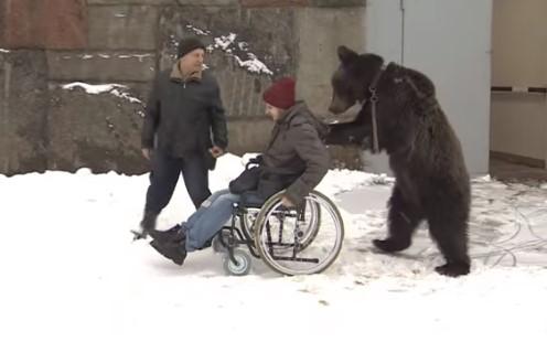 To je odanost: Mečka gura kolica teško povrijeđenog gazde