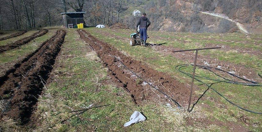 Donji Vakuf: Maline nema ko brati, pa bolje da ih je manje