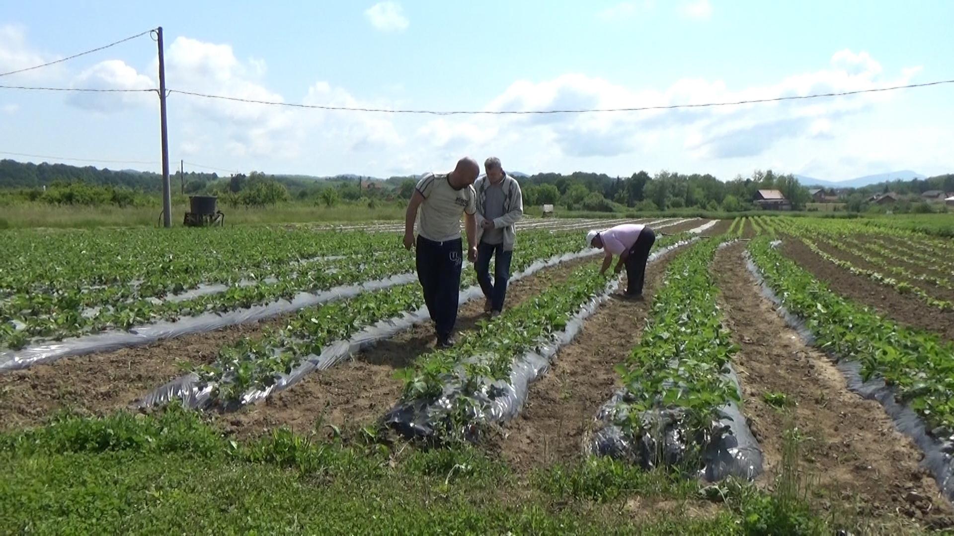 Kao na Zapadu kupci sami na plantaži beru jagode