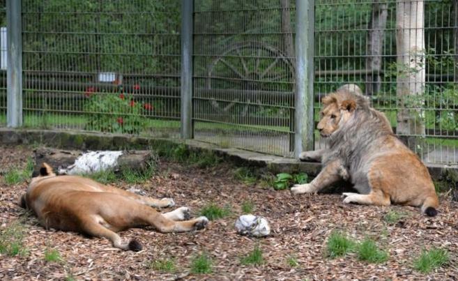 Pronađene životinje koje su pobjegle iz njemačkog zoo vrta