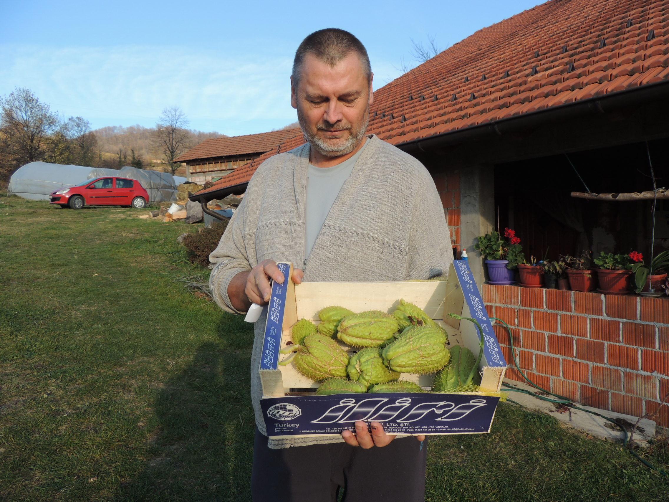 Na obroncima planine Majevice uzgaja čak i meksičke krastavce