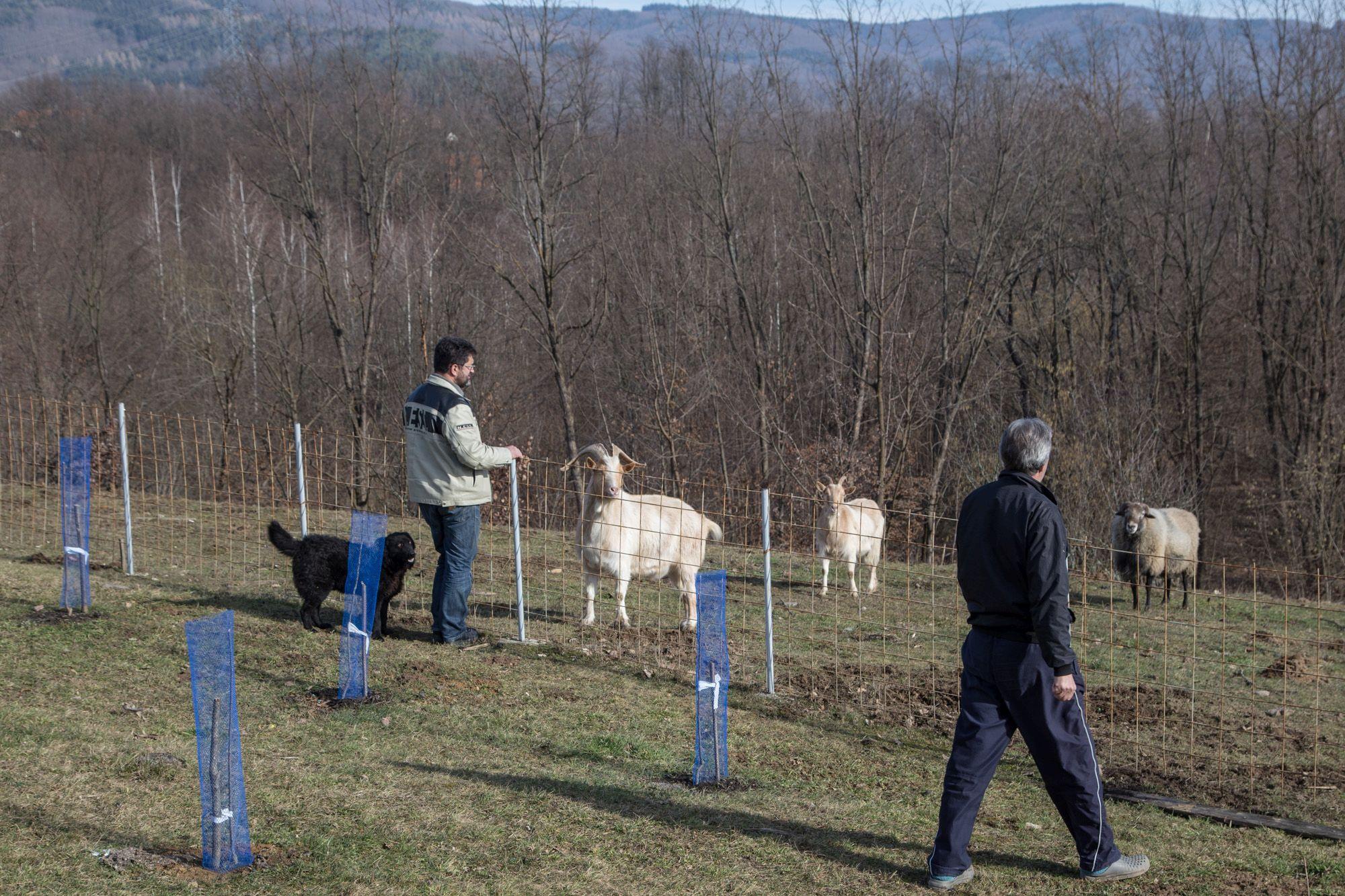 U komuni imaju i farmu - Avaz