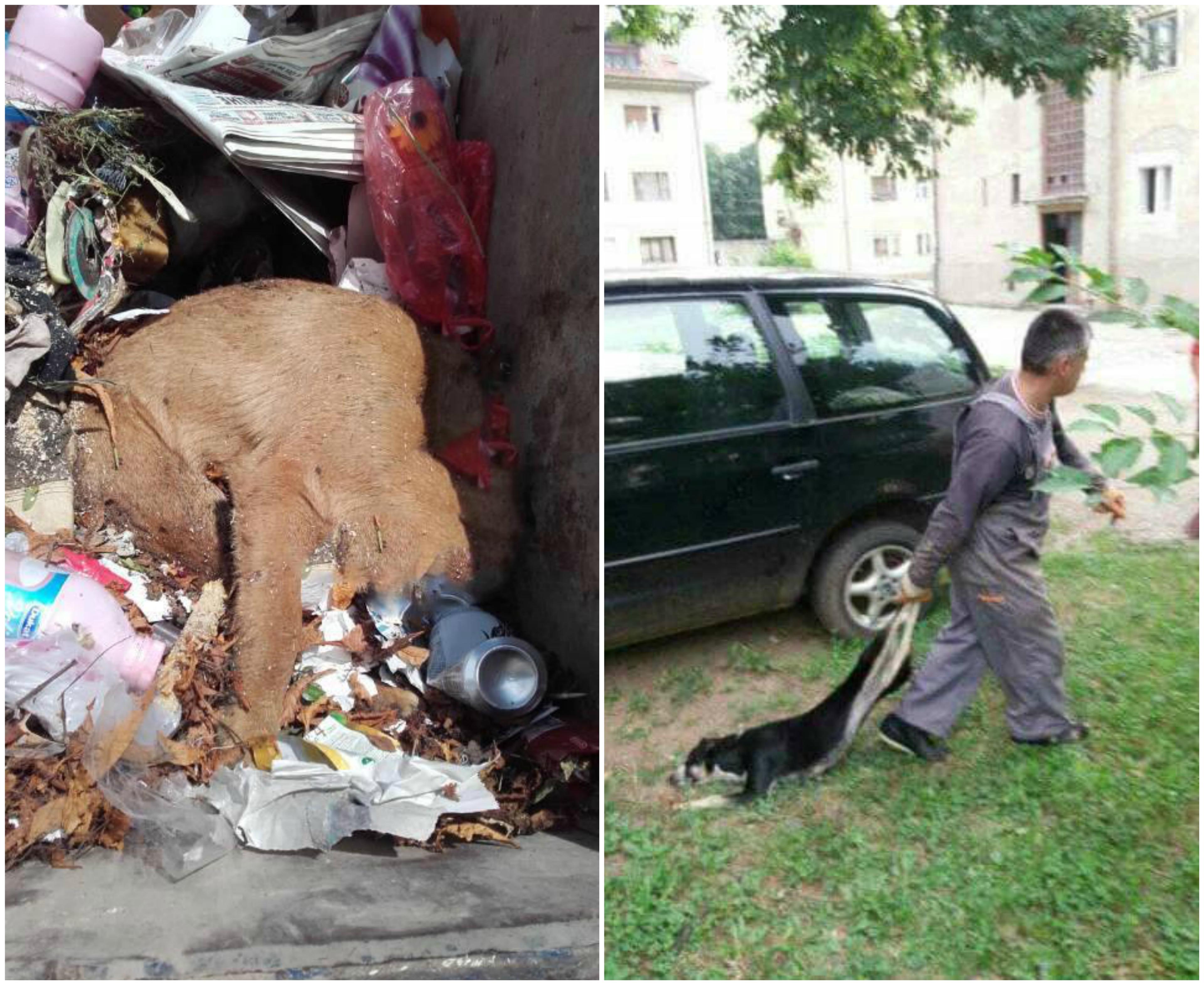 Prestrašne fotografije dolaze iz Priboja: Otrovani i ubijeni psi