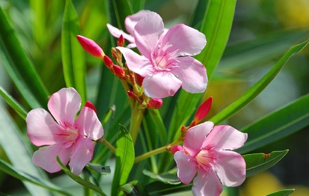 Oleander - Avaz