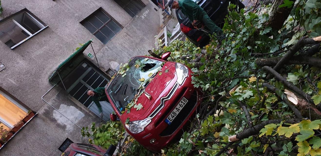 Uklonjen nekoliko desetina metara visok javor koji se obrušio u dvorište zgrade