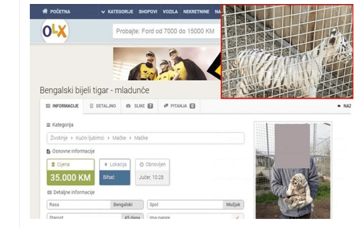 Bišćanin prodaje mladunče bengalskog tigra