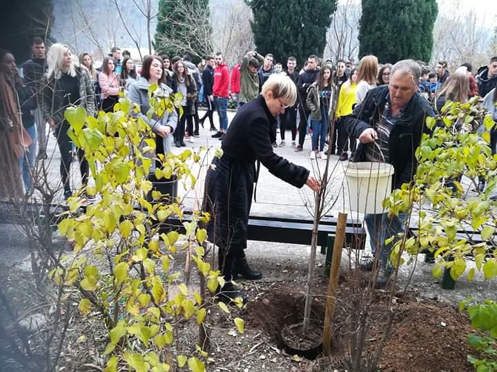 Posađeno stablo lagerstroemije - Avaz