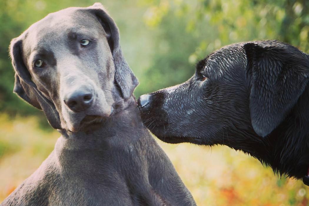 Pet stvari koje psi mogu osjetiti kod ljudi