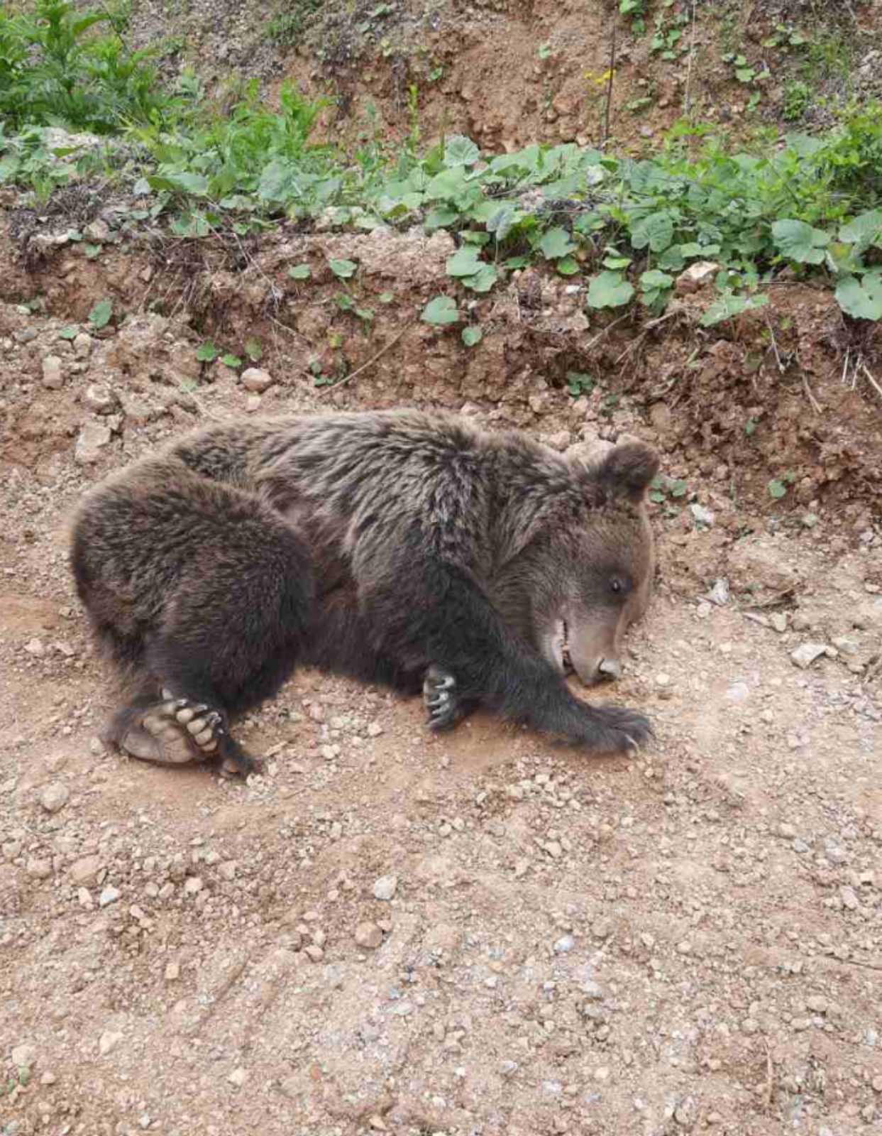 Medvjedica bespomoćno leži u šumo - Avaz