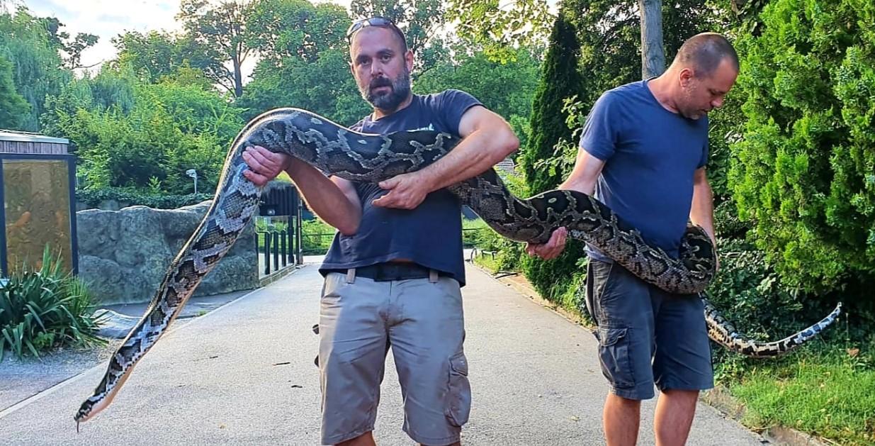 Uhapsili muškarca, pa u stanu pronašli veliko iznenađenje: Piton od 5,5 metara kao kućni ljubimac