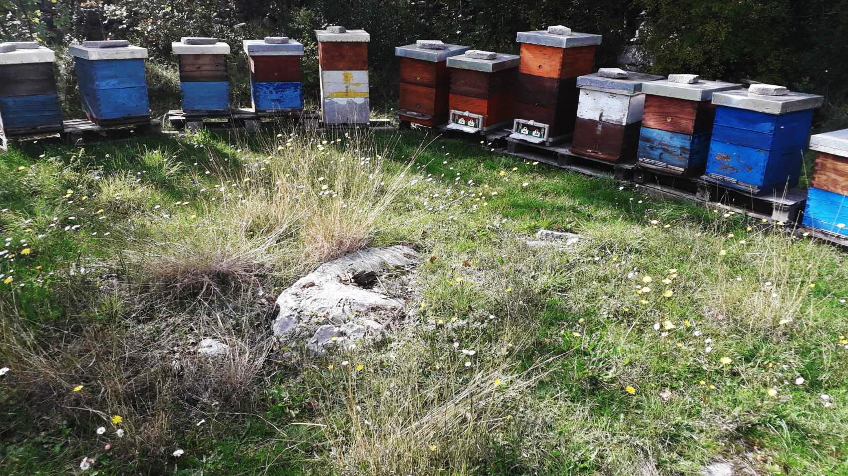 Spremni za svjetsko tržište, kilogram pčelinjeg otrova 20.000 eura!