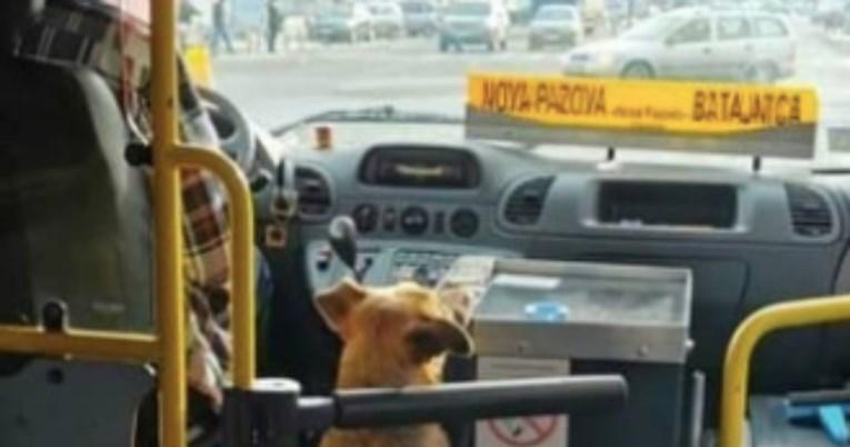 Vozač pustio psa u autobus, drugi dan ga je dočekalo iznenađenje