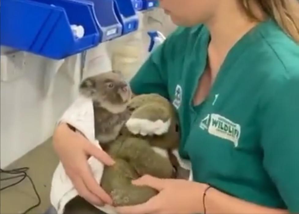 Beba koala zagrlila plišanu igračku dok je pokušavaju izvagati: Video koji će vam otopiti srce