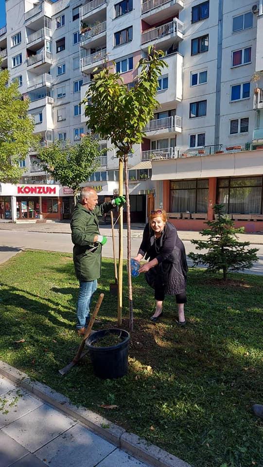 Posadili stablo mlade japanske trešnje - Avaz