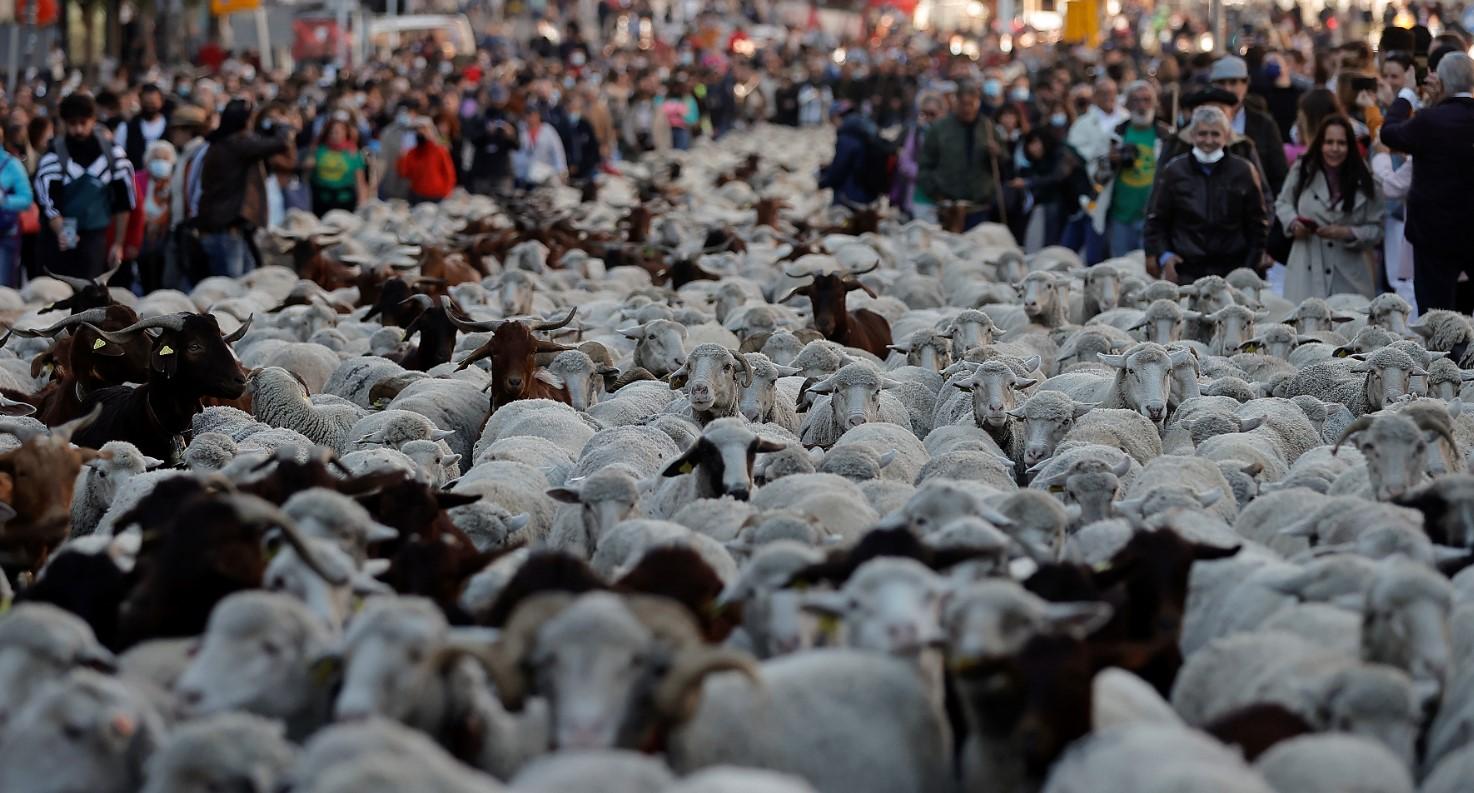 Više od 1.000 ovaca i koza u tradicionalnoj šetnji Madridom