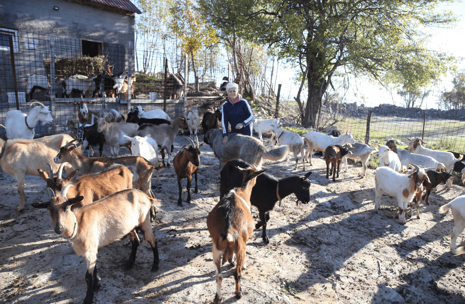 Sarići se vratili iz Amerike i pokrenuli posao: Koziji sir s gatačkih polja tražen u cijelom regionu